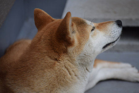 Shiba inu dog lying on the stairs, close-upの写真素材