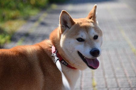 Shiba inu dog on a walk in the park, close upの写真素材