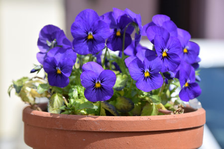 Blue pansy flowers in a terracotta pot on a sunny dayの写真素材