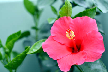 Pink hibiscus flower with green leaves on blurred background.