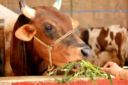 Cow eating grass in a stall in a farm in the village.の写真素材