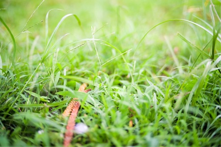 Norfolk island pine leaves on the grass ground with warm background