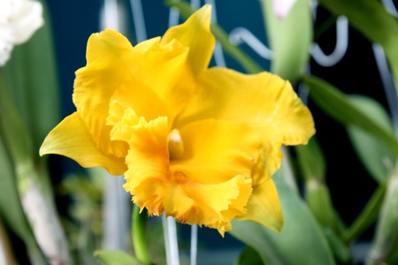 Orchid yellow flowers from Thailand.の写真素材