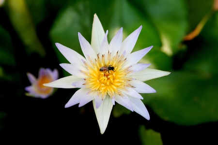 This is waterlily or lotus in asia.の写真素材