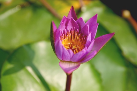 This is waterlily or lotus in asia.の写真素材