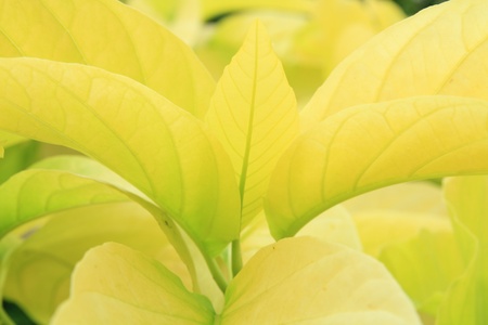 A Green  leaf  this is nature  beautiful.