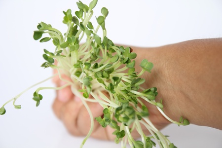 a vegetables food  japan with for you.の写真素材