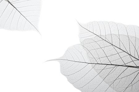 leaf  rubber tree for background.の写真素材