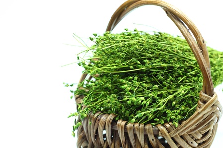 Dry grass green in basket and white background.の写真素材