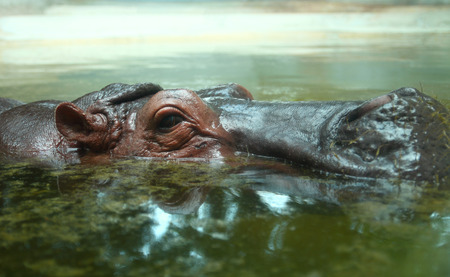Hippopotamus is animal in the zoo.の写真素材