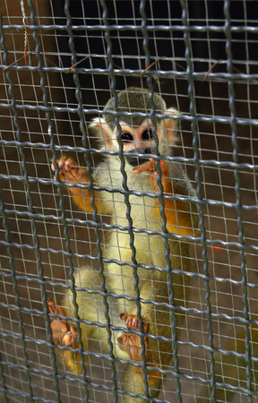 Squirrel monkey is animal in cage  the zoo.