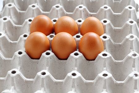 Eggs chicken super food in panel.