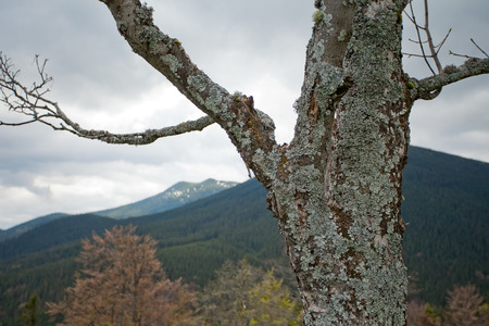 Element of Alone dry tree in Carpatian mountains in dark dayの写真素材
