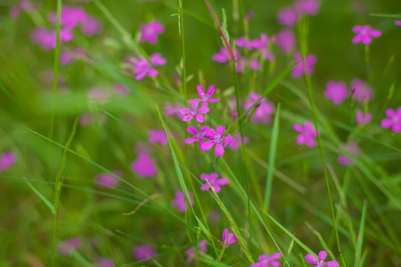 Flowers in the forestの写真素材