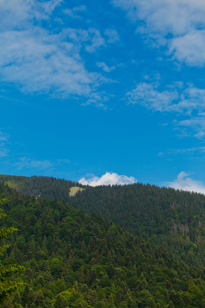 Carpathian forestの写真素材