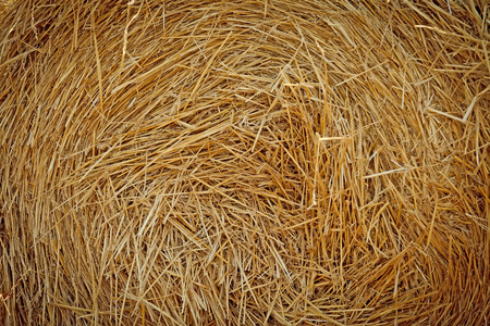 Dry straw. Background or Textureの写真素材