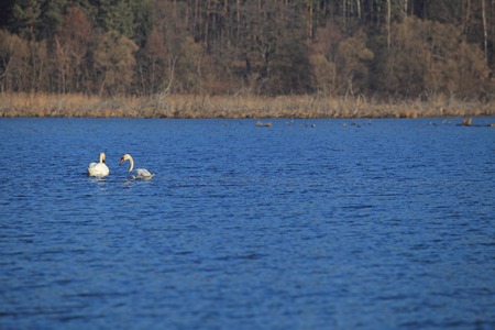 Two white swans swim in the lake in blue lightの写真素材