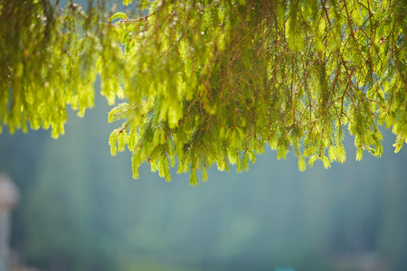 Blur background landscape with a lake and a pine branch.の写真素材