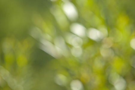 Green bokeh. Nature background. Summer dayの写真素材