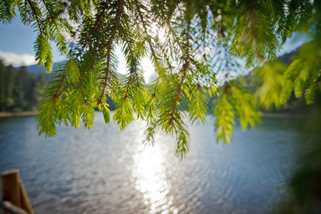 Blur background landscape with a lake and a pine branch in sunny day, backgroundの写真素材