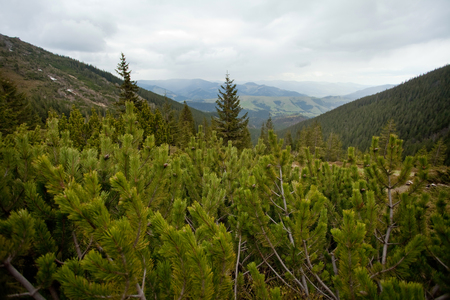 Mountain landscape. Carpathian, Ukraine, Europeの写真素材
