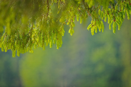 pine needle in cloudy day. Close upの写真素材