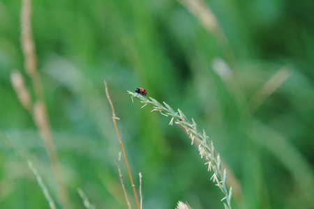 Beetle on grassの写真素材