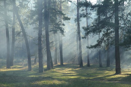 Morning sunlight in forestの写真素材
