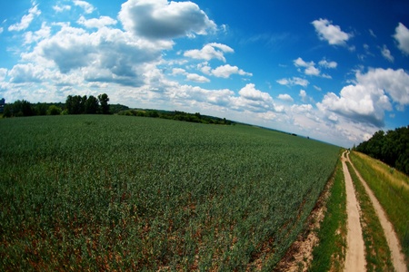 earth road in field under blue skyの写真素材
