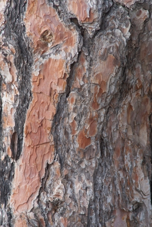 bark of pine-treeの写真素材