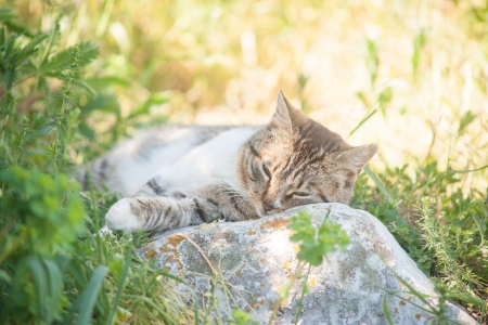 Grey cat is enjoying nature.の写真素材