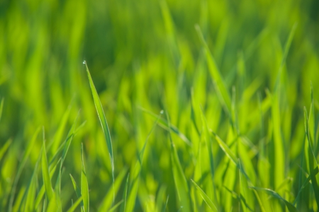 Close up of fresh thick grass with water drops in the early morningの写真素材