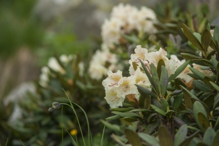 White rhododendron blossomの写真素材