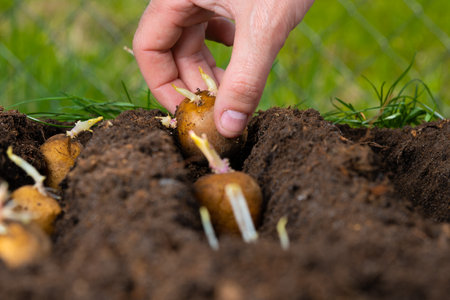 Manual planting of potato tubers in the ground. Early spring preparation for the garden seasonの写真素材