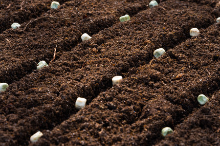 Pea seeds close-up on dark soil, background, copy space. Processed pea seeds on a background of...