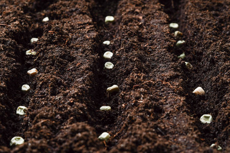 Planting pea seeds in the soil. close-upの写真素材