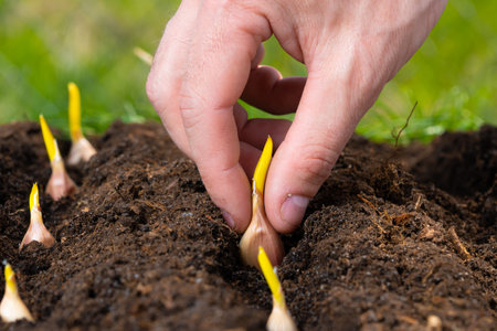 the farmers hand is planting garlic in the vegetable garden. close-up.の写真素材