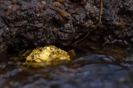 Gold Nugget mining from the River in Austria, real Goldの写真素材