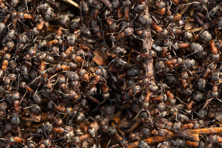 Close up view onto big forest fire ants working. Anthill in forest scene. Ant-hillの写真素材
