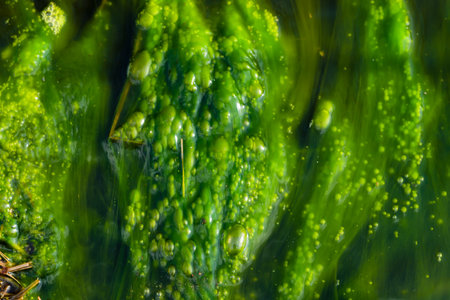 Water pollution by blooming blue-green algae - Cyanobacteria is a world environmental problem. Water...