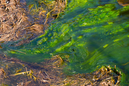Water pollution by blooming blue-green algae - Cyanobacteria is a world environmental problem. Water...