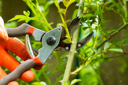 Gardener pruning trees with pruning shears on nature background