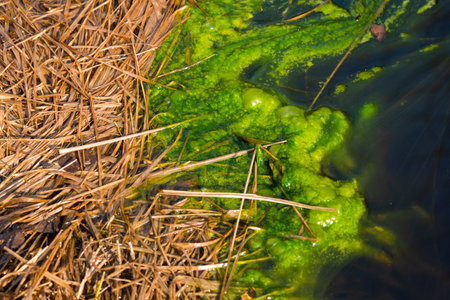 Water pollution by blooming blue-green algae - Cyanobacteria is a world environmental problem. Water...