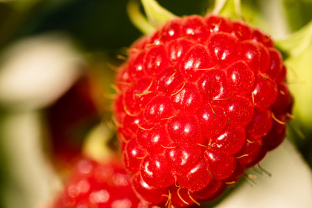 Ripe red raspberry hanging on a shrub. Close-upの写真素材