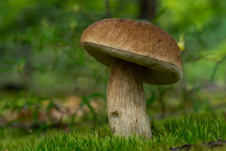 Porcini Cep in forest during mushrooming harvesting season. White Mushroom King Boletus Pinophilus....