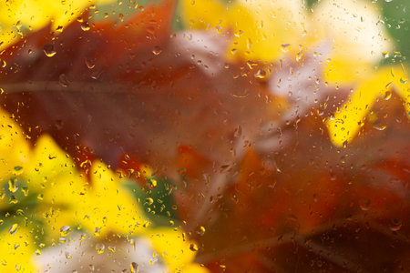 Autumn leaves over rainy window. orange maple leaves and wet glass with rainy drops texture. fall season background. symbol of autumnの写真素材