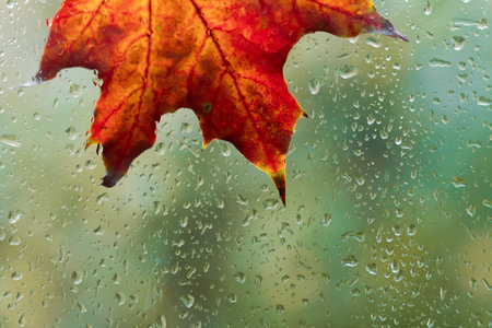 autumnal bright maple leaves behind wet glass with raindrops texture. autumn season background....