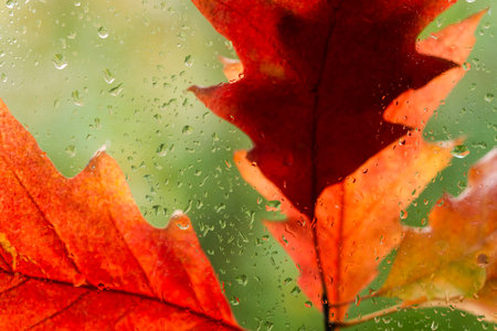 autumn leaves for the rainy glass. concept of fall season. autumn abstract texture background
