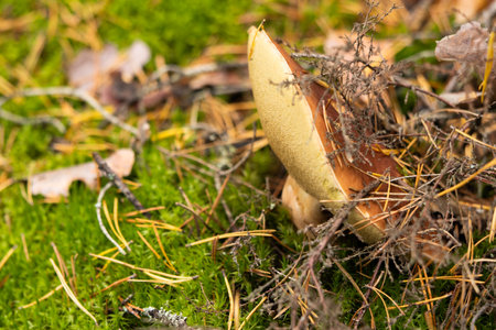 White mushroom growing in the autumn forest. Boletus. picking mushrooms