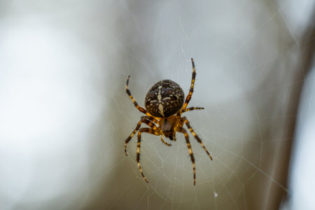 Close-up macro shot of a European cruciform garden spider, Araneus diadematus, sitting in a cobweb.